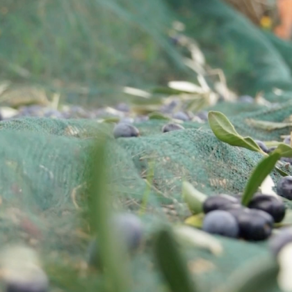 Oil experience in Masseria: dalle olive all’olio extravergine d’oliva pugliese